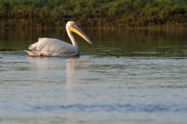 Tuna deltasındaki beyaz pelikan.