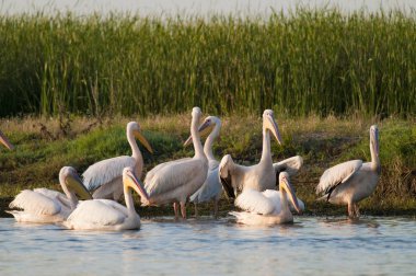 Beyaz Pelikan sürüsü