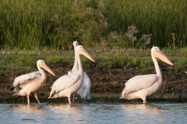 Tuna deltasındaki beyaz pelikan.