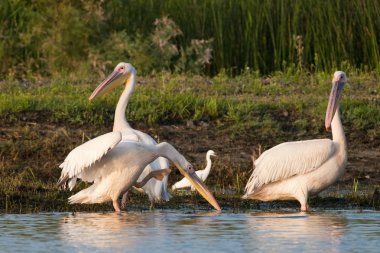 Beyaz Pelikan kıyısında