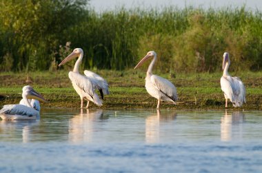 Tuna deltasındaki beyaz pelikan.