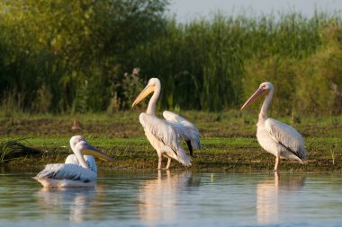 Tuna deltasındaki beyaz pelikan.
