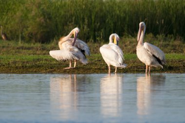 Tuna deltasındaki beyaz pelikan.