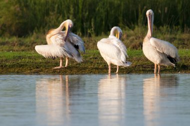 Tuna deltasındaki beyaz pelikan.