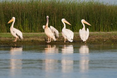 Beyaz Pelikan sürüsü