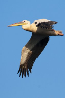 Tuna deltasındaki beyaz pelikan.