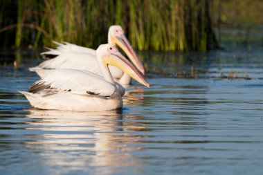 Tuna deltasındaki beyaz pelikan.