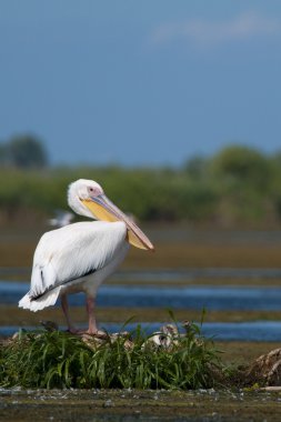 Beyaz Pelikan dinlenme