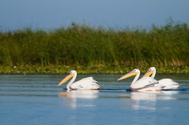Beyaz Pelikan sürüsü