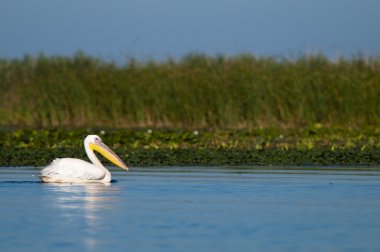 Tuna deltasındaki beyaz pelikan.