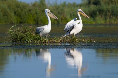 Tuna deltasındaki beyaz pelikan.