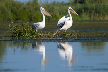 Tuna deltasındaki beyaz pelikan.