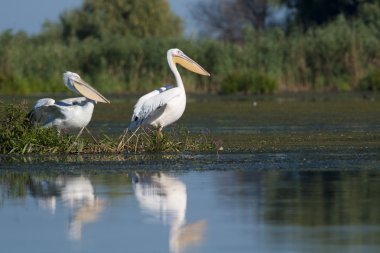 Tuna deltasındaki beyaz pelikan.