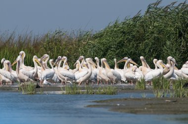 Beyaz Pelikan kolonisi