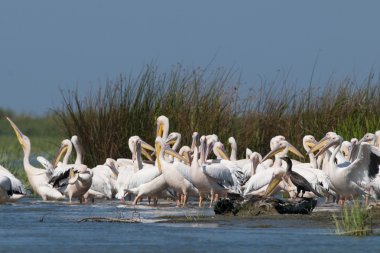 Tuna deltasındaki beyaz pelikan.