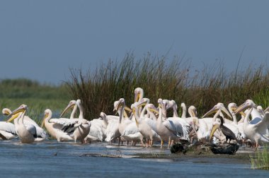 Tuna deltasındaki beyaz pelikan.