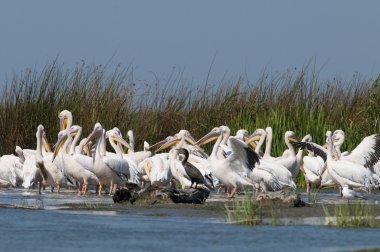 Tuna deltasındaki beyaz pelikan.
