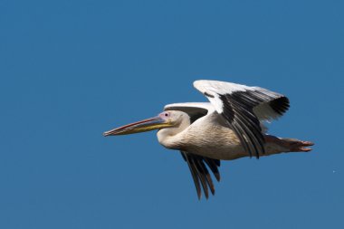 Tuna deltasındaki beyaz pelikan.