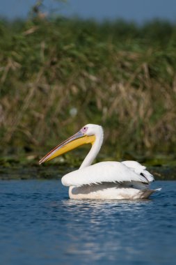 Tuna deltasındaki beyaz pelikan.