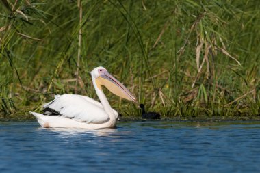 beyaz pelikan (Pelecanus onocrotalus)