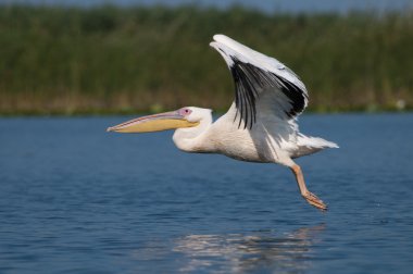 beyaz pelikan (Pelecanus onocrotalus)