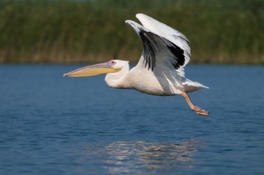 beyaz pelikan (Pelecanus onocrotalus)