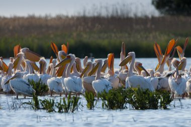 Tuna deltasındaki beyaz pelikan.