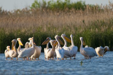 Tuna deltasındaki beyaz pelikan.