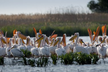 Tuna deltasındaki beyaz pelikan.