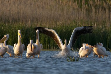 Tuna deltasındaki beyaz pelikan.
