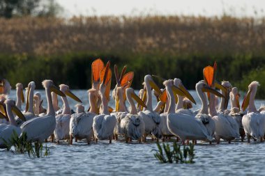 Tuna deltasındaki beyaz pelikan.