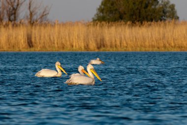 Tuna deltasındaki beyaz pelikan.