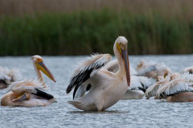 Tuna deltasındaki beyaz pelikan.