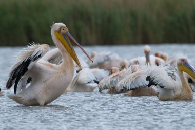 Tuna deltasındaki beyaz pelikan.