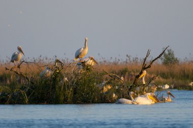 Tuna deltasındaki beyaz pelikan.