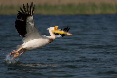 Tuna deltasındaki beyaz pelikan.