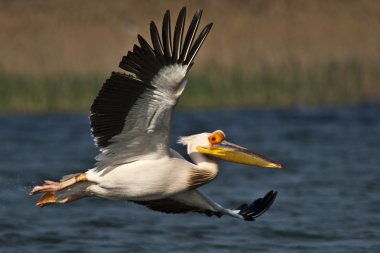 Tuna deltasındaki beyaz pelikan.