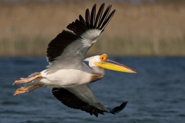 Tuna deltasındaki beyaz pelikan.