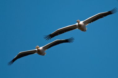 Tuna deltasındaki beyaz pelikan.