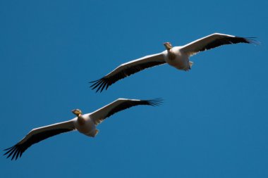 Tuna deltasındaki beyaz pelikan.