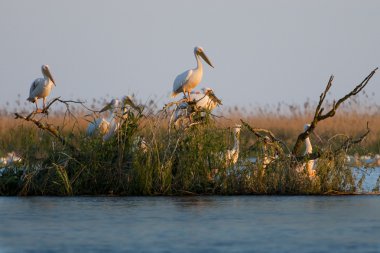 Tuna deltasındaki beyaz pelikan.
