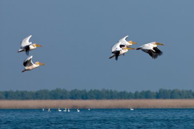 Tuna deltasındaki beyaz pelikan.