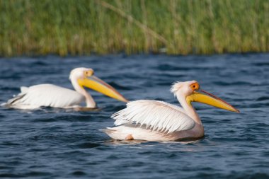 Tuna deltasındaki beyaz pelikan.
