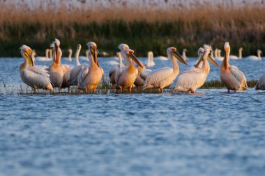 Tuna deltasındaki beyaz pelikan.