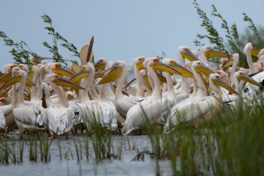 Tuna deltasındaki beyaz pelikan.