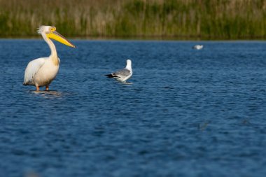 Tuna deltasındaki beyaz pelikan.