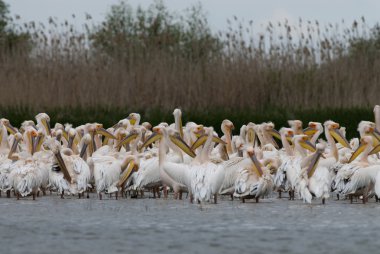 Tuna deltasındaki beyaz pelikan.