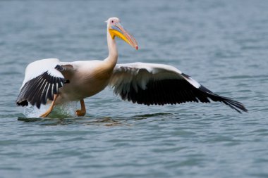 Tuna deltasındaki beyaz pelikan.