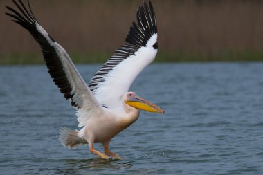 Tuna deltasındaki beyaz pelikan.