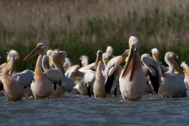 Tuna deltasındaki beyaz pelikan.